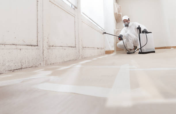 Black mold remediation team in South Hackensack