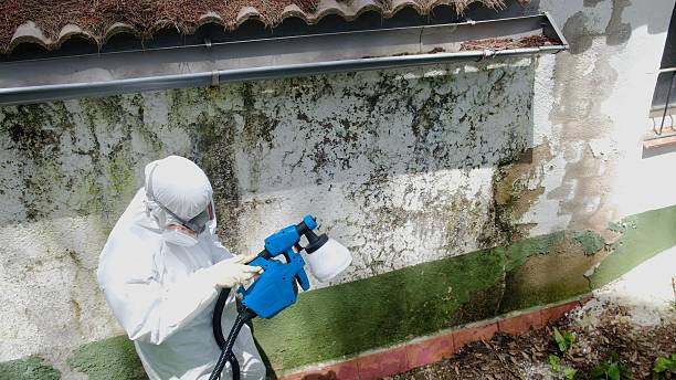 Mold Removal service in South Hackensack